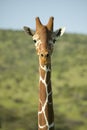 Masai Giraffe stairs into camera head-on at the Lewa Wildlife Conservancy, North Kenya, Africa Royalty Free Stock Photo