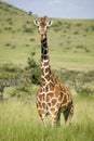 Masai Giraffe stairs into camera at the Lewa Wildlife Conservancy, North Kenya, Africa