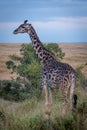 Masai giraffe standing in grass by tree Royalty Free Stock Photo