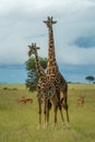 Masai giraffe stands behind female near impala