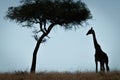 Masai giraffe stands in silhouette under tree Royalty Free Stock Photo