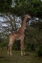 Masai giraffe stands by tree eyeing camera Royalty Free Stock Photo