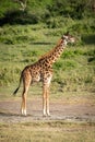 Masai giraffe stands by trees in sunshine Royalty Free Stock Photo