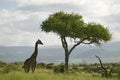 Masai Giraffe stands under acacia tree in Lewa Wildlife Conservancy, North Kenya, Africa Royalty Free Stock Photo