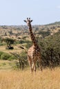 Masai giraffe swishing tail and facing camera Royalty Free Stock Photo