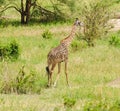 Masai giraffe in Tanzania Royalty Free Stock Photo