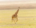 Masai giraffe in Tanzania Royalty Free Stock Photo