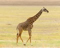 Masai giraffe in Tanzania Royalty Free Stock Photo