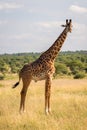 Masai giraffe in Tanzanian savanna Royalty Free Stock Photo