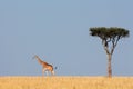 Masai giraffe and tree Royalty Free Stock Photo