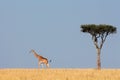 Masai giraffe and tree