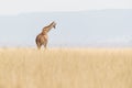 Masai Giraffe Walking Away in Kenya Africa