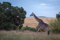 Masai giraffe walking through grass by trees Royalty Free Stock Photo