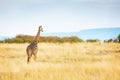 Masai Giraffe Walking in Kenya Africa Royalty Free Stock Photo