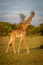 Masai giraffe walks across grass at dawn