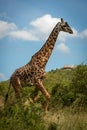 Masai giraffe walks through bushes past bandas Royalty Free Stock Photo