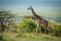 Masai giraffe walks past bushes in sunshine Royalty Free Stock Photo