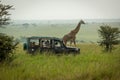 Masai giraffe walks past truck in grassland Royalty Free Stock Photo