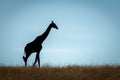 Masai giraffe walks in silhouette on horizon Royalty Free Stock Photo