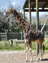 A Masai Giraffe Royalty Free Stock Photo