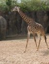 Masai Giraffe in zoo Royalty Free Stock Photo