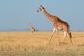 Masai giraffes Royalty Free Stock Photo