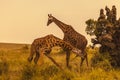 Two male masai giraffes fighting Royalty Free Stock Photo