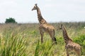 Masai giraffes from Nairobi national park in Kenya, Africa. Royalty Free Stock Photo