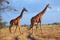 Masai giraffes at samburu national Royalty Free Stock Photo