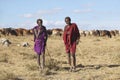 Masai herdsman minding his cattle near Nairobi National Park in Kenya, Africa