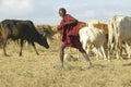 Masai herdsman minding his cattle near Nairobi National Park in Kenya, Africa