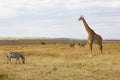 Masai or Kilimanjaro Giraffe, giraffa camelopardalis tippelskirchii, with common zebra, Equus quagga, in hilly savannah landscape