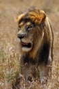 The Masai lion or East African lion Panthera leo nubica syn. Panthera leo massaica, portrait of an adult male.Portrait of a Royalty Free Stock Photo