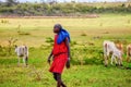 A Masai man with his cattle in Kenya.