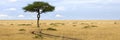 Masai mara Royalty Free Stock Photo