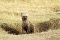 Masai Mara Baby Hyena