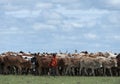 Masai Mara cattle grazing on green grass with blue sky overhead