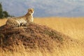 Masai Mara Cheetah Royalty Free Stock Photo