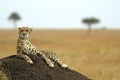 Masai Mara Cheetah Royalty Free Stock Photo