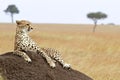 Masai Mara Cheetah Royalty Free Stock Photo