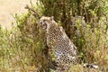 Masai Mara Cheetah Royalty Free Stock Photo