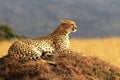 Masai Mara Cheetah Royalty Free Stock Photo