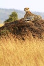 Masai Mara Cheetah Royalty Free Stock Photo