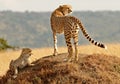 Masai Mara Cheetahs Royalty Free Stock Photo