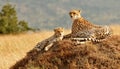 Masai Mara Cheetahs Royalty Free Stock Photo