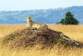 Masai Mara Cheetahs Royalty Free Stock Photo