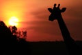 Masai Mara Giraffe Royalty Free Stock Photo