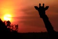 Masai Mara Giraffe Royalty Free Stock Photo