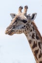 Masai Mara Giraffe, on safari, in Kenya, Africa Royalty Free Stock Photo