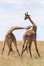 Masai Mara Giraffe, on safari, in Kenya, Africa Royalty Free Stock Photo